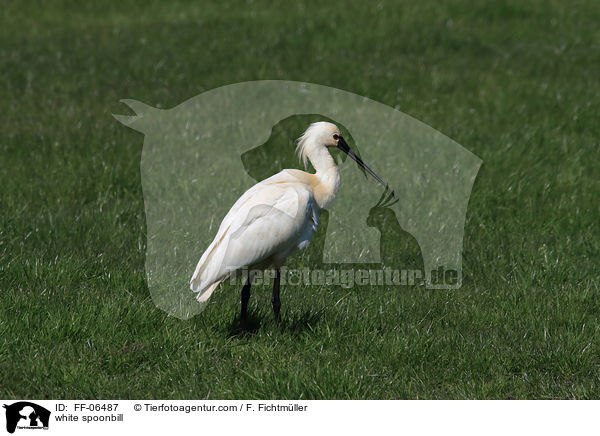 white spoonbill / FF-06487