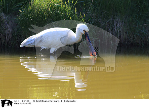 white spoonbill / FF-06489