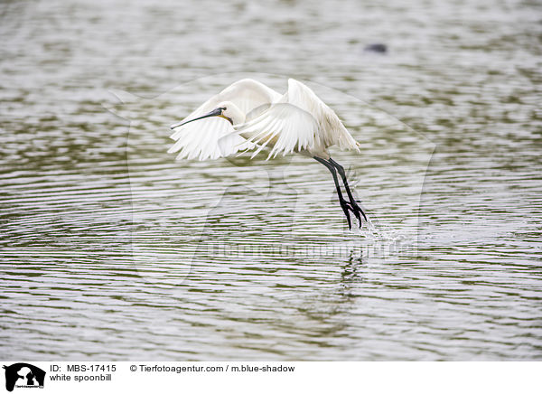 white spoonbill / MBS-17415