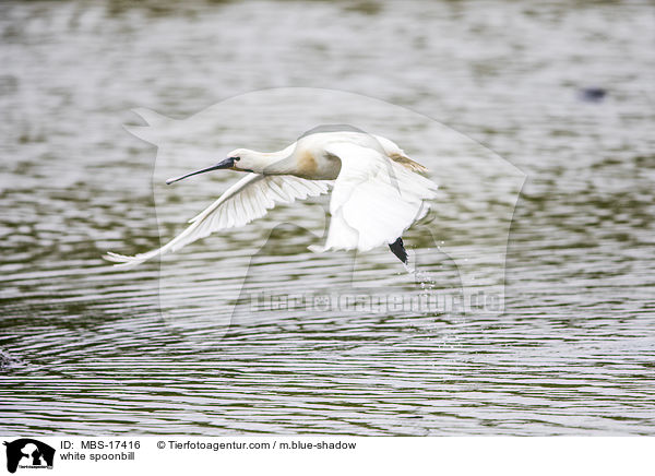white spoonbill / MBS-17416