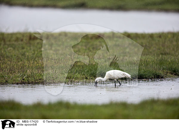 Lffler / white spoonbill / MBS-17420