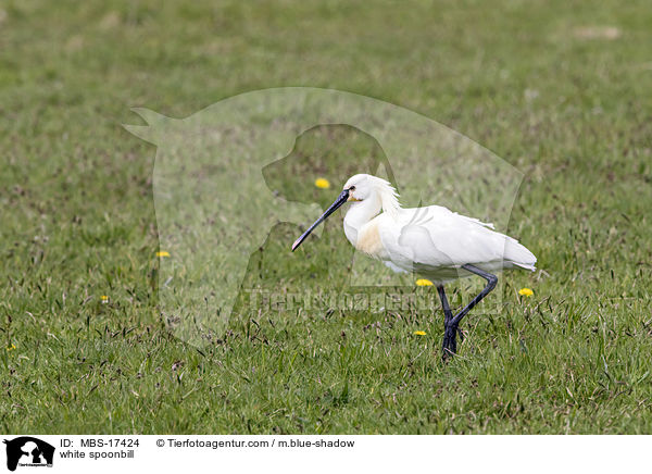 white spoonbill / MBS-17424