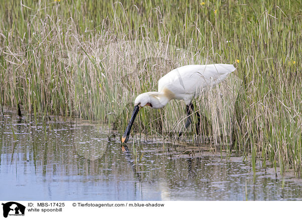 white spoonbill / MBS-17425