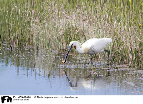 white spoonbill / MBS-17426