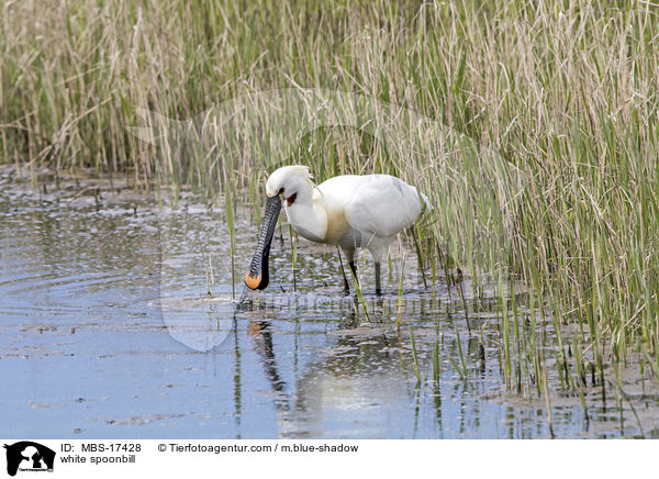 white spoonbill / MBS-17428