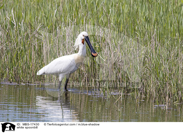 white spoonbill / MBS-17430