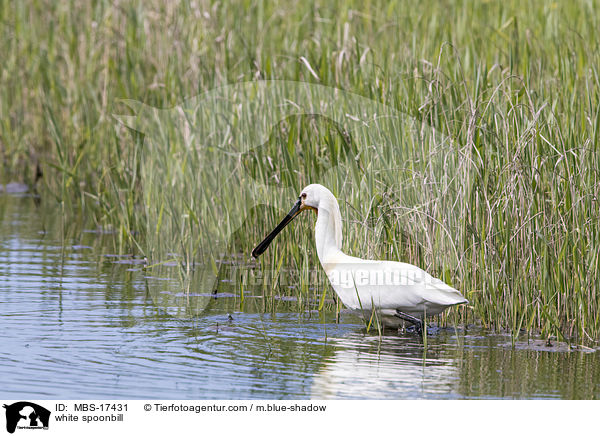 Lffler / white spoonbill / MBS-17431