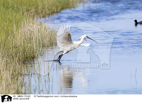 Lffler / white spoonbill / MBS-17432