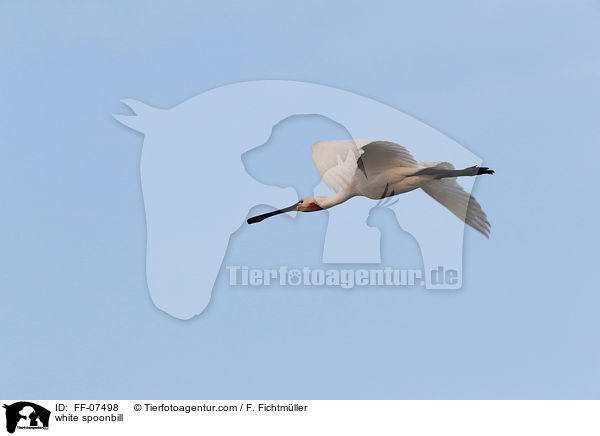 Lffler / white spoonbill / FF-07498