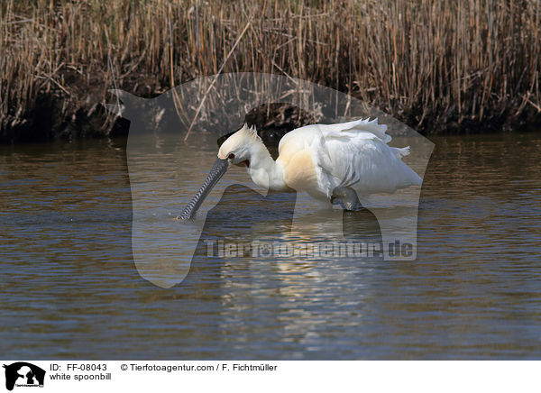 white spoonbill / FF-08043