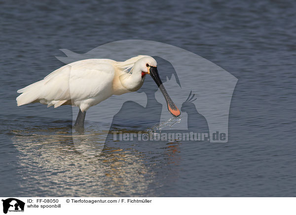 Lffler / white spoonbill / FF-08050