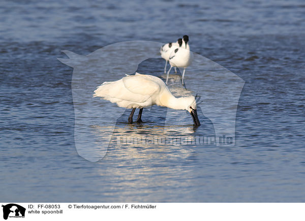 Lffler / white spoonbill / FF-08053