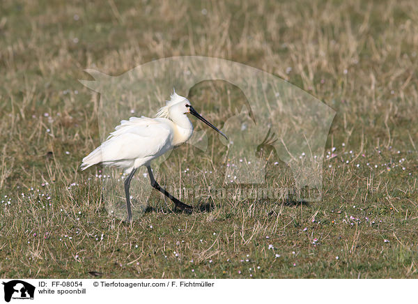 white spoonbill / FF-08054