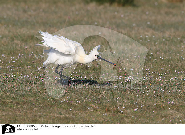 white spoonbill / FF-08055