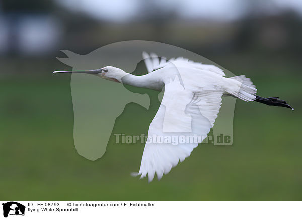 flying White Spoonbill / FF-08793