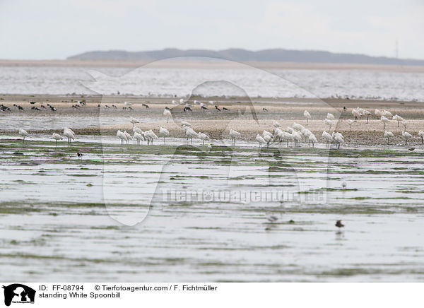 standing White Spoonbill / FF-08794