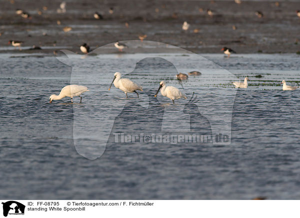 stehende  Lffler / standing White Spoonbill / FF-08795