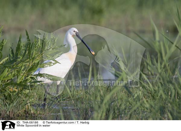 White Spoonbill in water / THA-08186