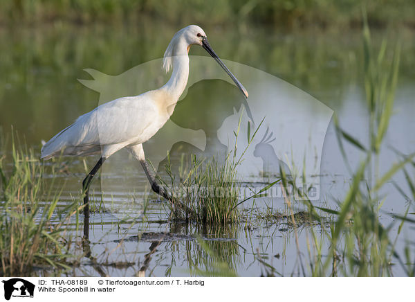 Lffler im Wasser / White Spoonbill in water / THA-08189