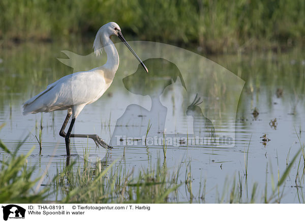 White Spoonbill in water / THA-08191