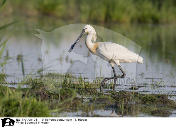 White Spoonbill in water / THA-08194