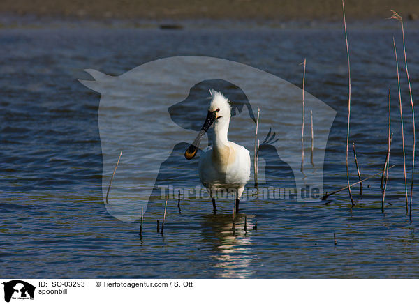 spoonbill / SO-03293