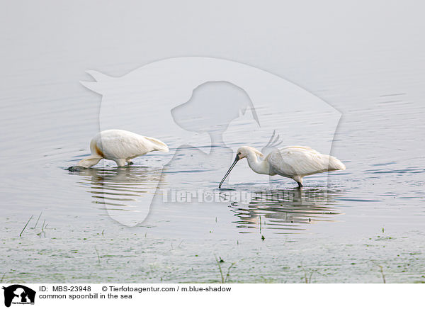 common spoonbill in the sea / MBS-23948