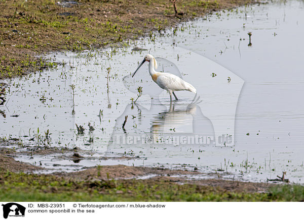 common spoonbill in the sea / MBS-23951