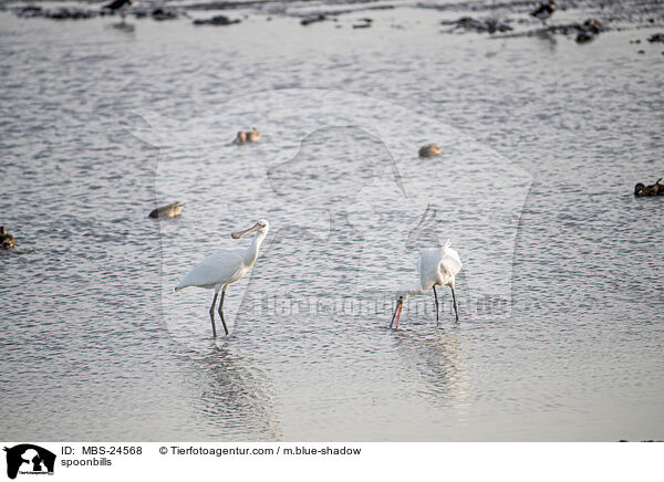 spoonbills / MBS-24568