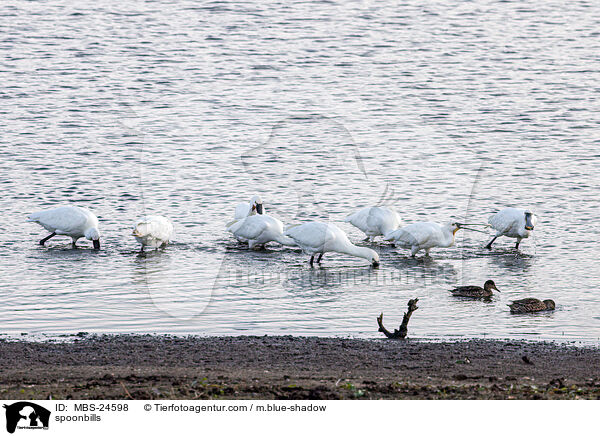 Lffler / spoonbills / MBS-24598
