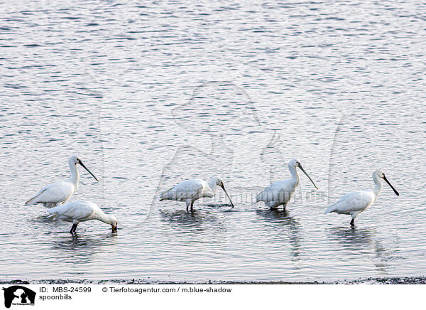 spoonbills / MBS-24599