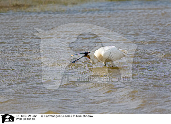 white spoonbill / MBS-25982