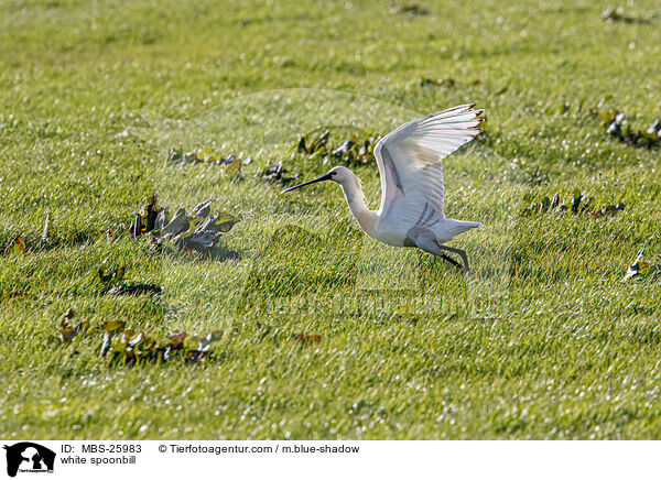 white spoonbill / MBS-25983
