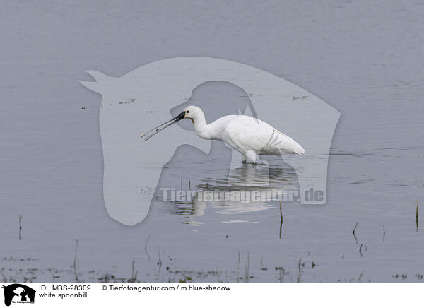 Lffler / white spoonbill / MBS-28309