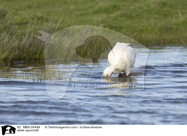 Lffler / white spoonbill / MBS-28489