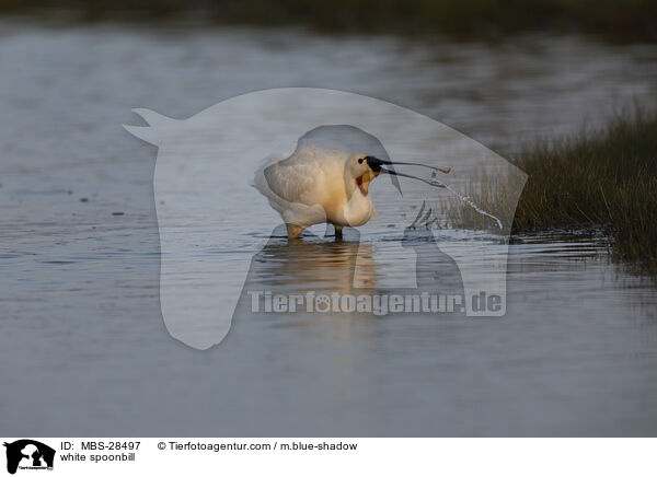 Lffler / white spoonbill / MBS-28497