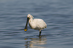 white spoonbill