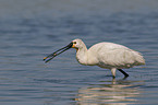 white spoonbill