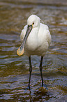 white spoonbill