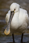 white spoonbill