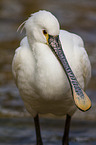 white spoonbill