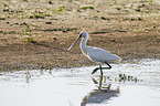 white spoonbill