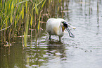 white spoonbill