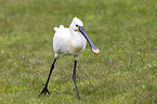 white spoonbill