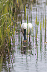 white spoonbill