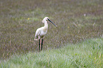 white spoonbill