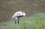 white spoonbill