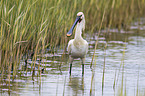 white spoonbill