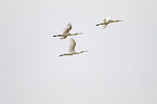 white spoonbills