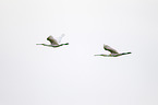 white spoonbills